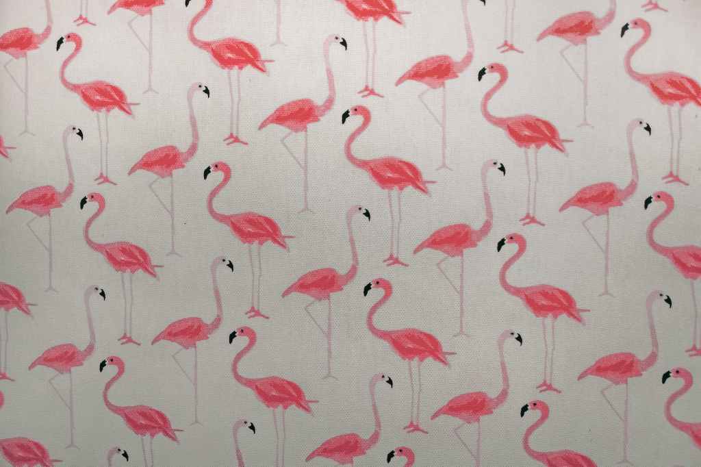 flamingos